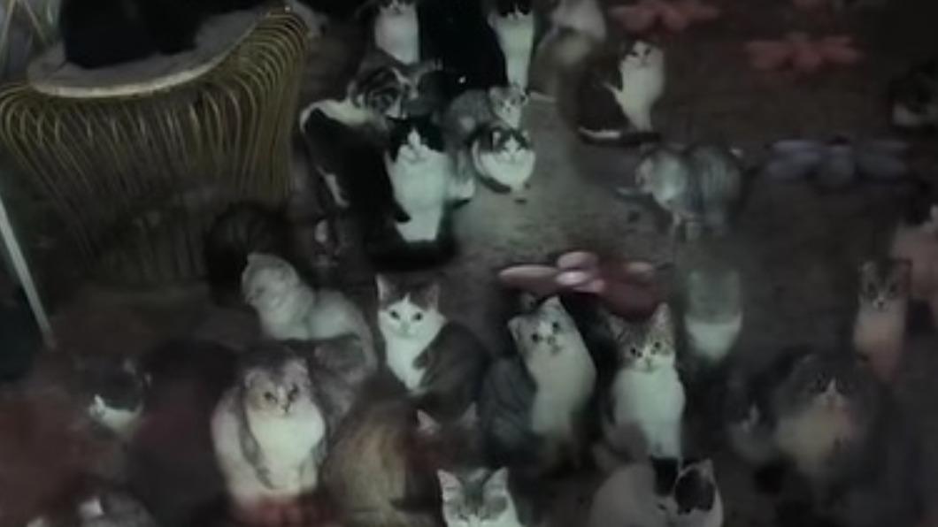 因貓咪咖啡廳倒閉，店內有60幾隻貓咪遭丟棄。（圖／翻攝自《白鹿視頻》微博）