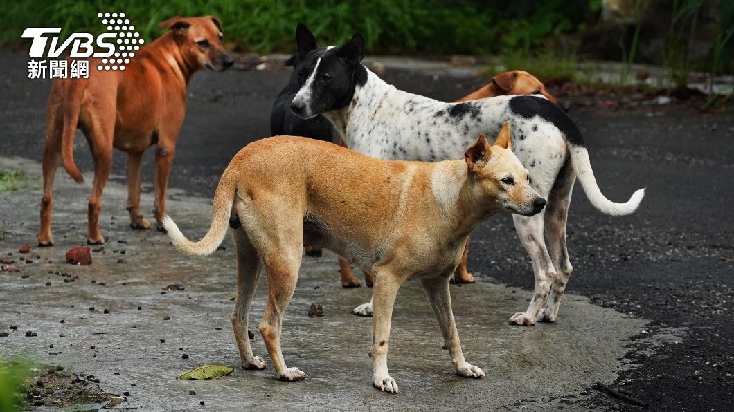 印度流浪狗問題嚴重。（示意圖／Shutterstock達志影像）