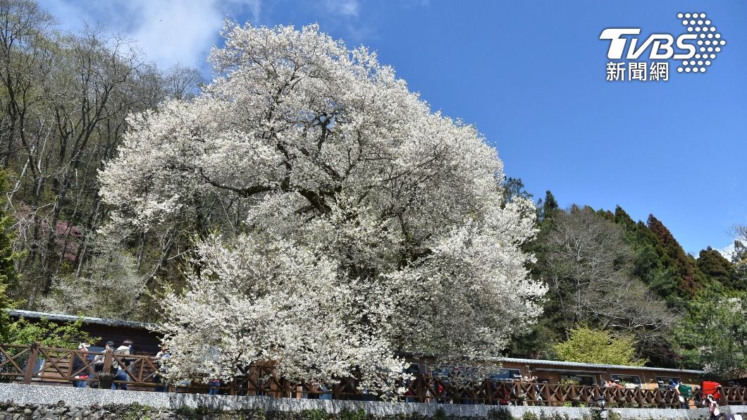 111年觀霧山莊前方霧社櫻滿開。（圖／新竹林區管理處提供）