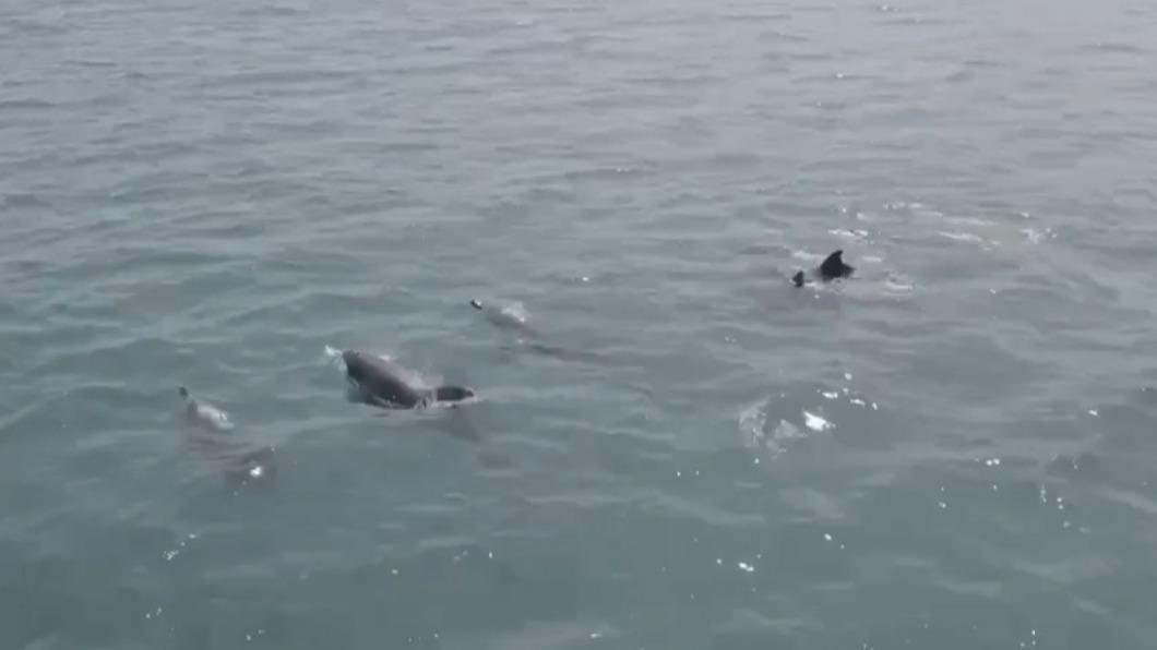海中小精靈訪高雄港，多隻海豚躍海面。（圖／「冰箱」提供）