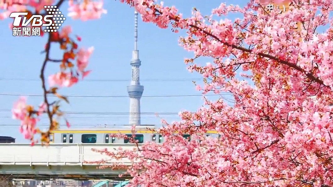 日本每年3月底到4月初是櫻花季。（示意圖／TVBS資料畫面）