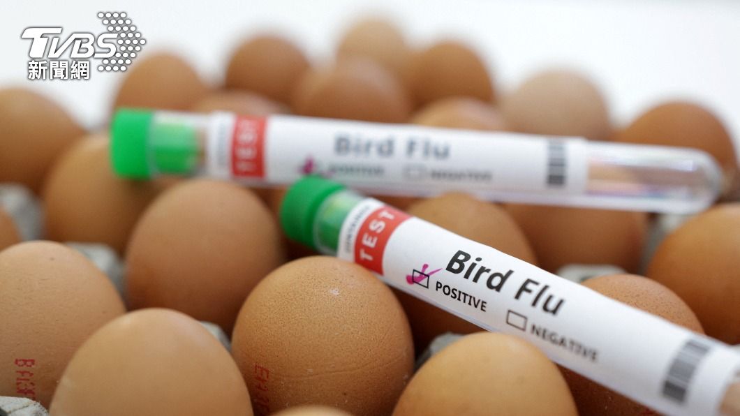 阿根廷爆出禽流感，超過22萬雞隻死亡，蛋價恐再攀升。（圖／達志影像路透社）