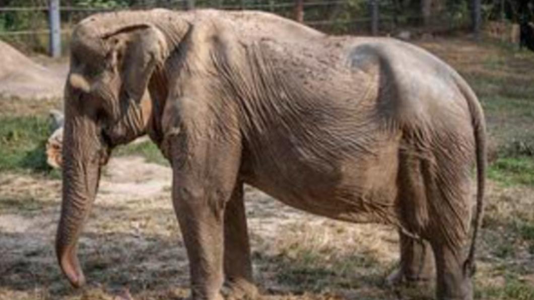 保育組織公布大象背部變形的照片。（圖／翻攝自WFFT官方網站）