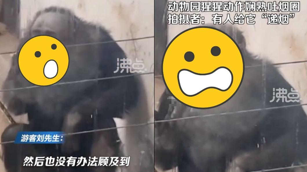 大陸新疆有1對父子到動物園玩耍，結果竟發現1隻猩猩在哈菸。（圖／翻攝自「沸點視頻」微博）