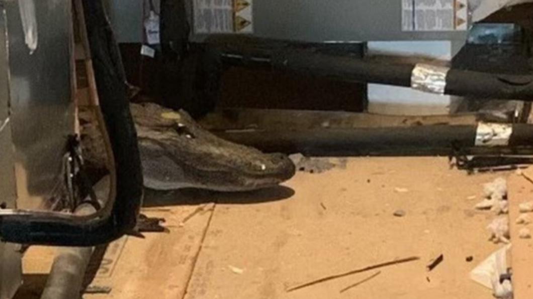 一名稽查員在閣樓發現巨大鱷魚。（圖／翻攝自Facebook）