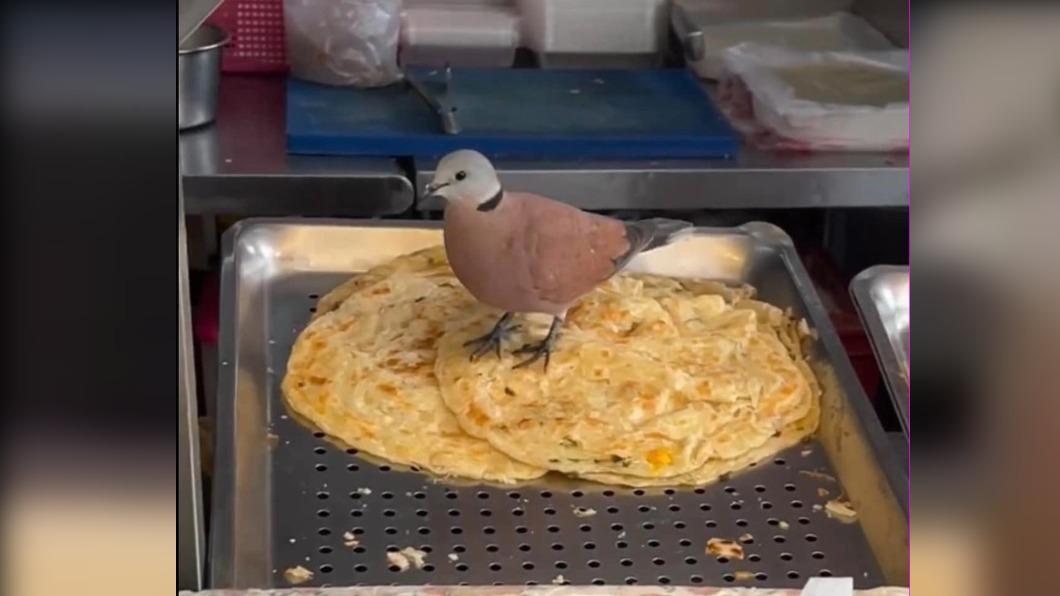 網友目擊一隻紅鳩降落在蔥抓餅上。（圖／翻攝自路上觀察學院）