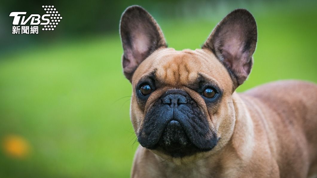 法國鬥牛犬（French Bulldog）成為2022年「美國最受歡迎犬種」。（示意圖／shutterstock 達志影像）