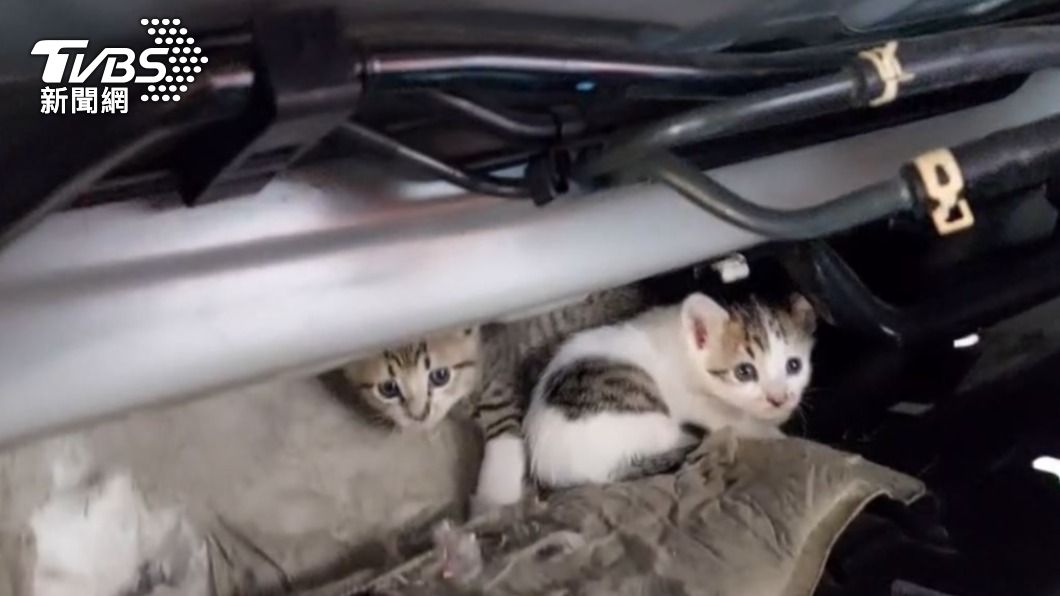 三隻小貓躲在轎車車底。（圖／TVBS）