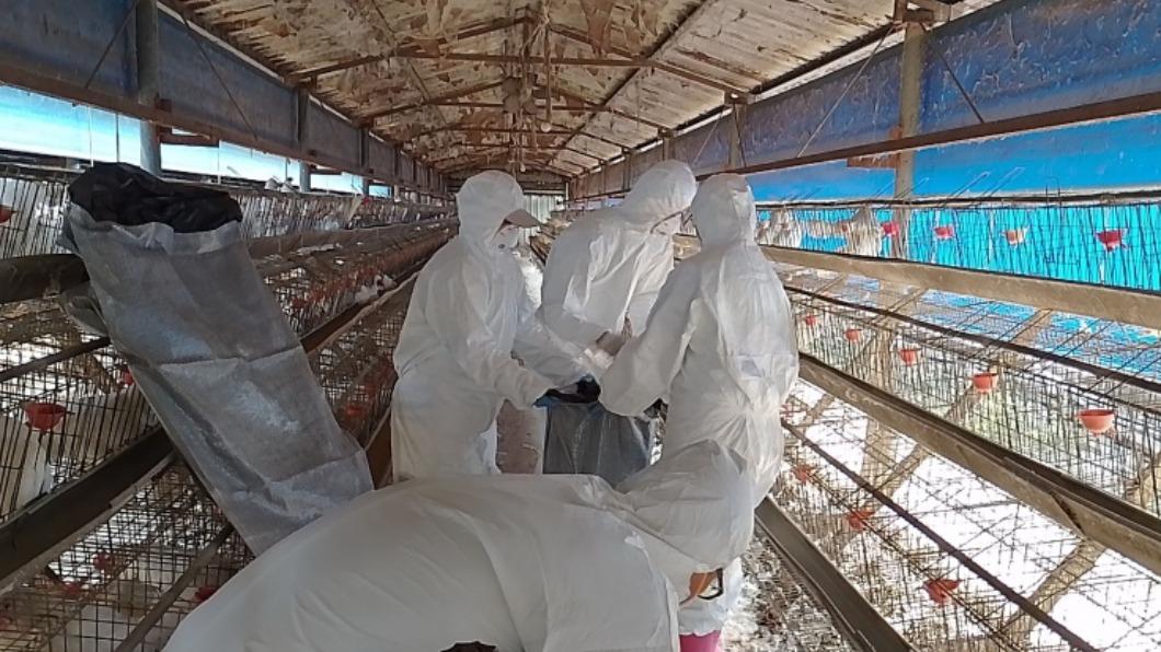 國內不少養雞場遭禽流感肆虐，引發大量蛋雞死亡。（圖／屏東縣政府提供）