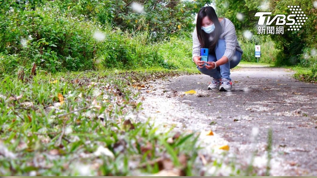 柳絮紛飛的季節，新海濕地三月雪美景處處。圖/高灘處提供