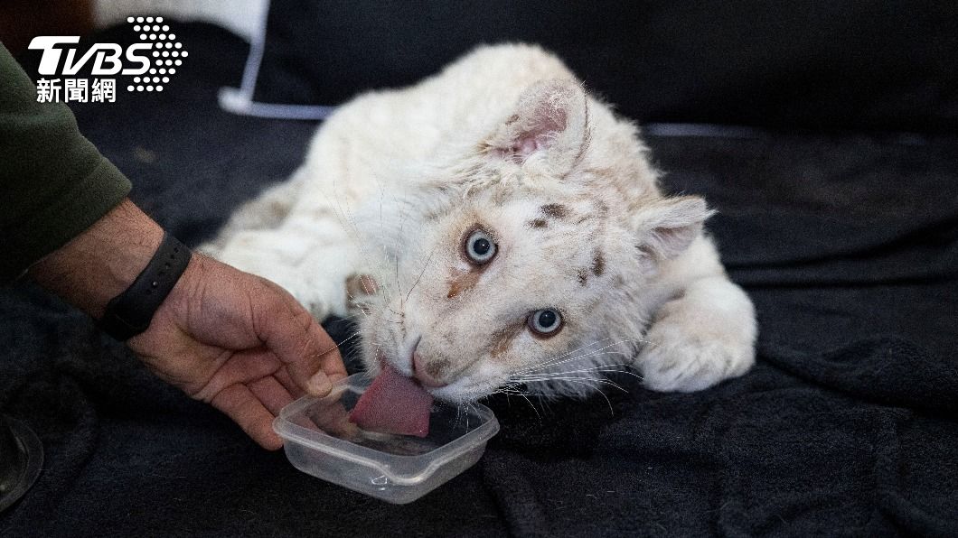 希臘雅典（Athens）阿提卡動物園（Attica Zoological Park）垃圾桶內發現一隻遭遺棄的3月大小白虎。（圖／達志影像路透社）
