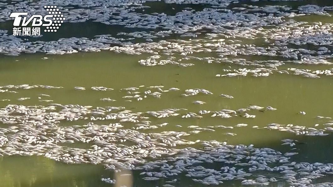 澳洲梅寧迪鎮（Menindee）的達令-巴卡河（Darling-Baaka River），17日出現數百萬條死魚。（圖／達志影像美聯社）