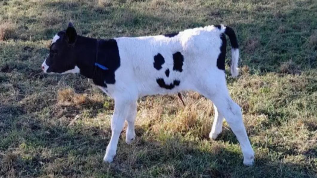 澳洲維多利亞州一間農場發現「笑笑牛」。（圖／翻攝自《每日電訊報》）