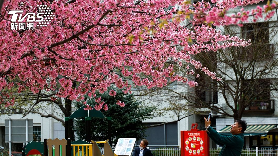 在東京街頭盛放的櫻花樹，一名路人正在樹下拍照。（圖／達志影像路透社）