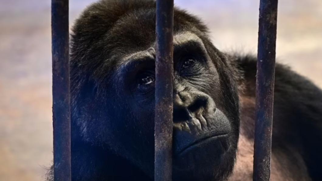 東部大猩猩「Bua Noi」（小蓮花）被獨囚在曼谷「帕塔動物園」（Pata Zoo）逾30年。（圖／翻攝自《每日郵報》）