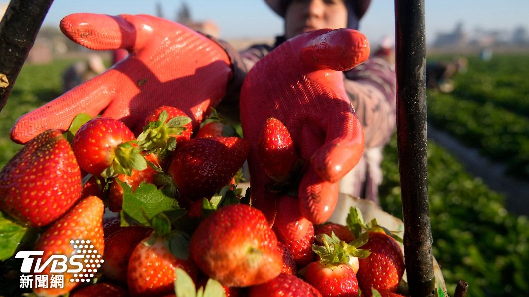 草莓被環保組織評選為「12大最髒蔬果」榜首。（圖／達志影像美聯社）