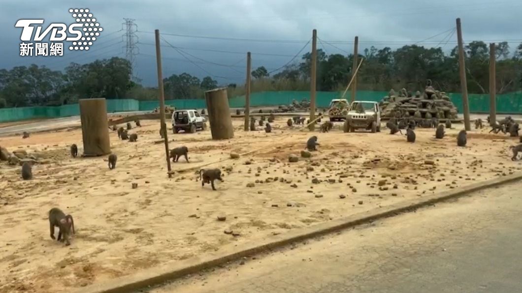 六福村園區內的東非狒狒共同居住展區內互相照顧。（圖／TVBS）