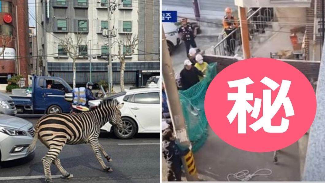 南韓的斑馬也從動物園脫逃。（圖／翻攝趙坤IG、Channel A NewsYT）