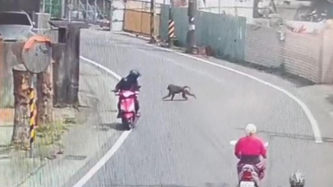 狒狒跑過馬路嚇壞騎士。（圖／TVBS資料照）