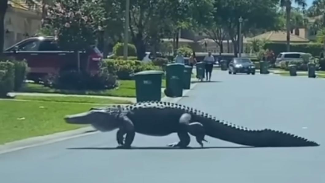 美國佛州那不勒斯社區出現3公尺巨鱷。（圖／翻攝自Matt Devitt WINK 臉書）