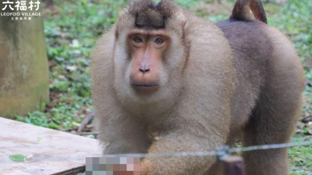 六福村小編分享猴子比出不雅手勢的搞笑照片。（圖／翻攝自六福村臉書粉專）