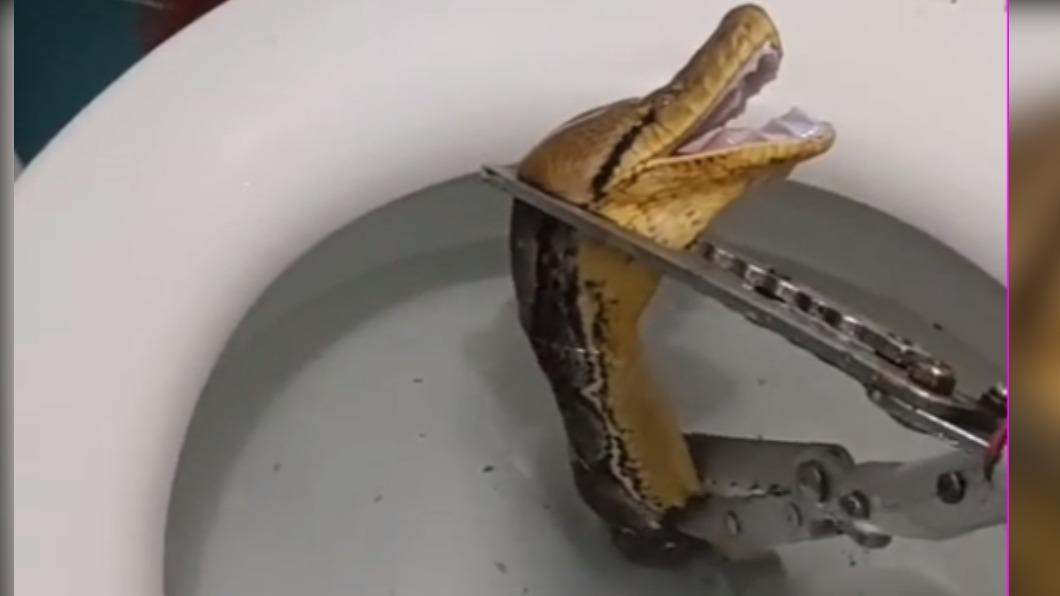 泰國女網友發現家中馬桶有蛇。（圖／翻攝自TikTok @suwipaaum）