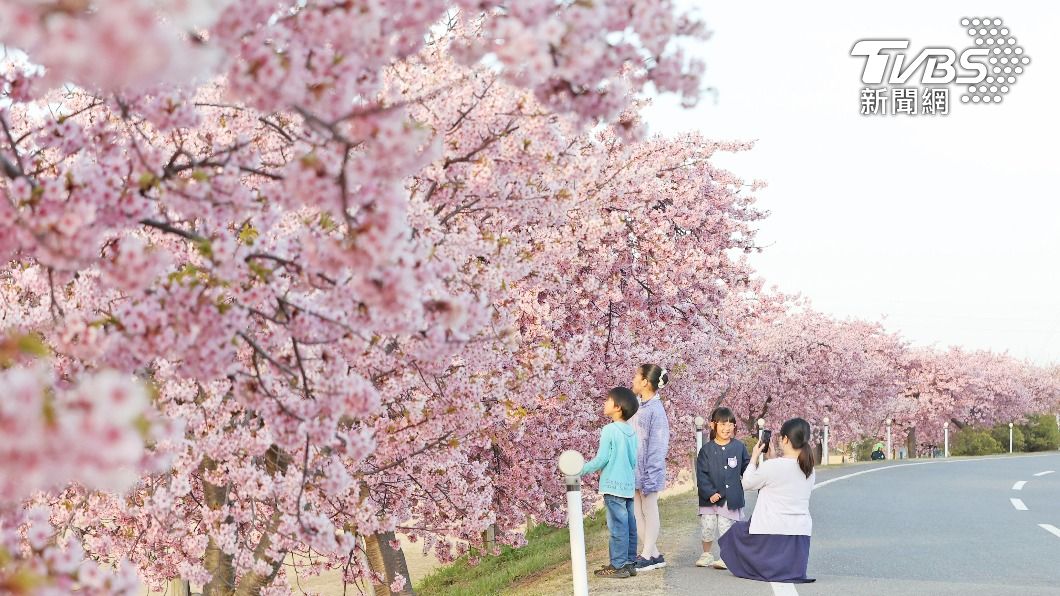 櫻花季吸引大批旅客訪日。（圖／達志影像美聯社）