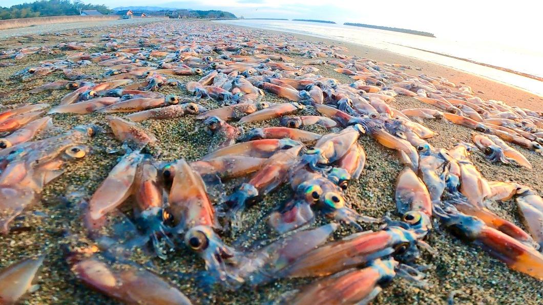 有日本民眾拍到海岸邊，大量螢烏賊被沖刷到海灘上，讓人看得心底發毛。（圖／翻攝自@aYydmbc6owGNNm8推特）