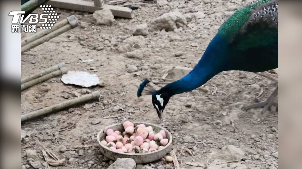 整盤白草莓餵雞餵孔雀，豪華餐背後農民的心在淌血。