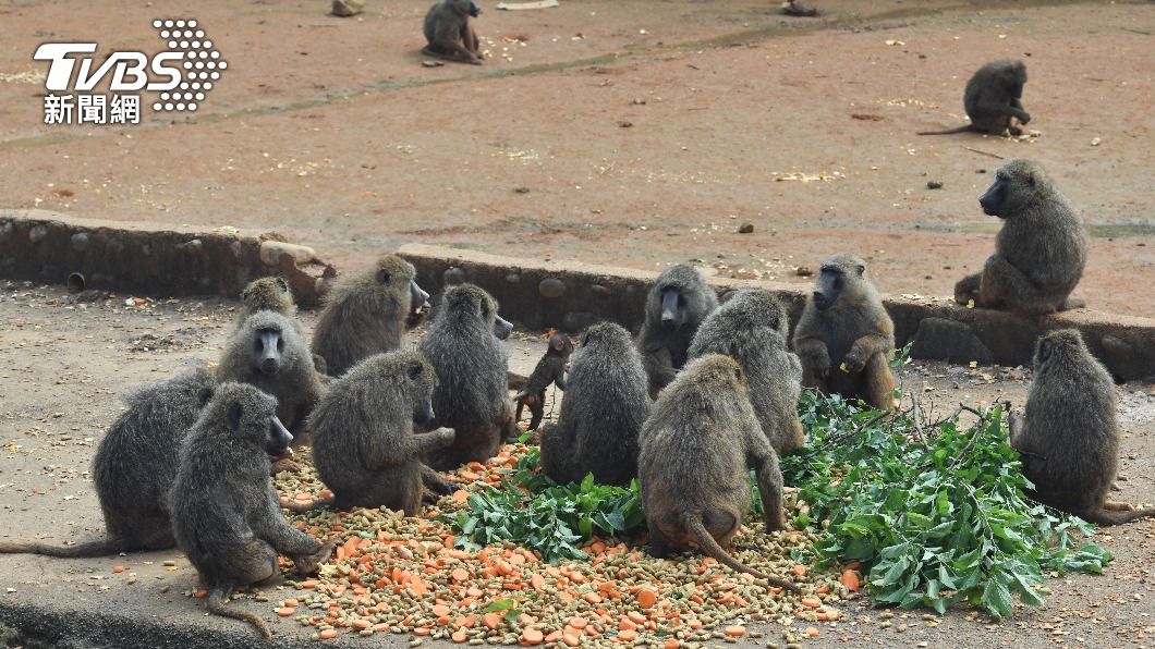 六福村園區內的狒狒社會性高。（圖／胡瑞麒攝）