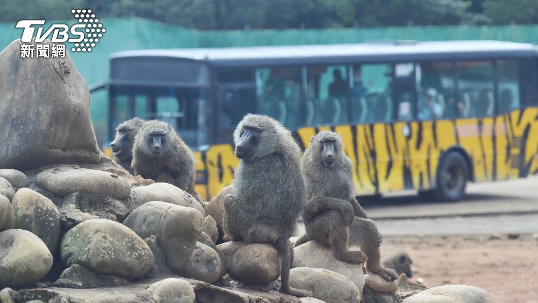 六福村今年3月發生狒狒脫逃事件。（示意圖／胡瑞麒攝）