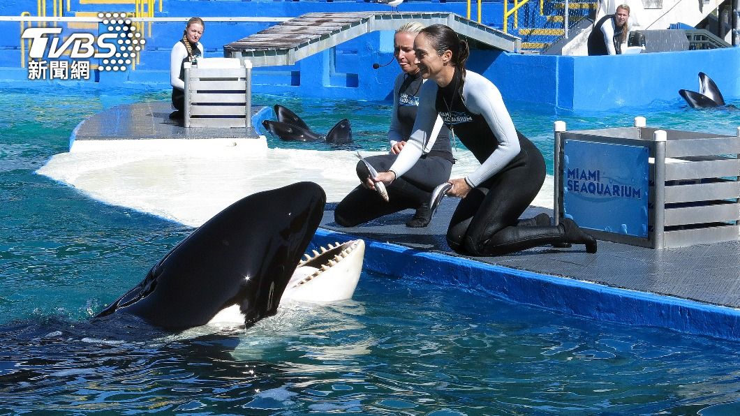 邁阿密水族館的飼育人員與虎鯨洛莉塔。（圖／達志影像路透社）