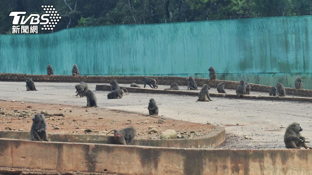 林務局下令六福村在6個月內將所有狒狒都植入晶片。（圖／胡瑞麒攝）