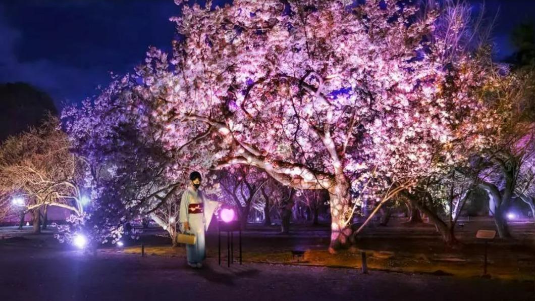 世界遺産・二条城晚上正在舉辦「NAKED FLOWERS」。（圖／翻攝官網）