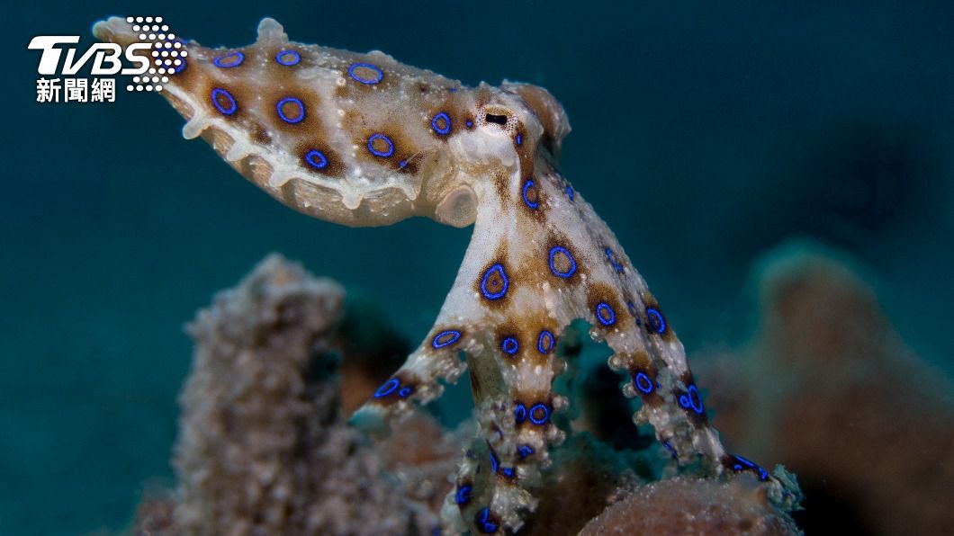 藍環章魚是世界上毒性最強的海洋生物之一。（示意圖／shutterstock達志影像）