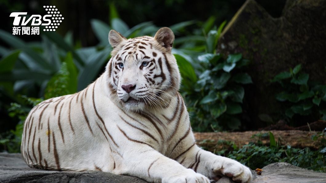 江蘇淹城野生動物世界發出『與虎同住』活動。（示意圖／shutterstock達志影像）