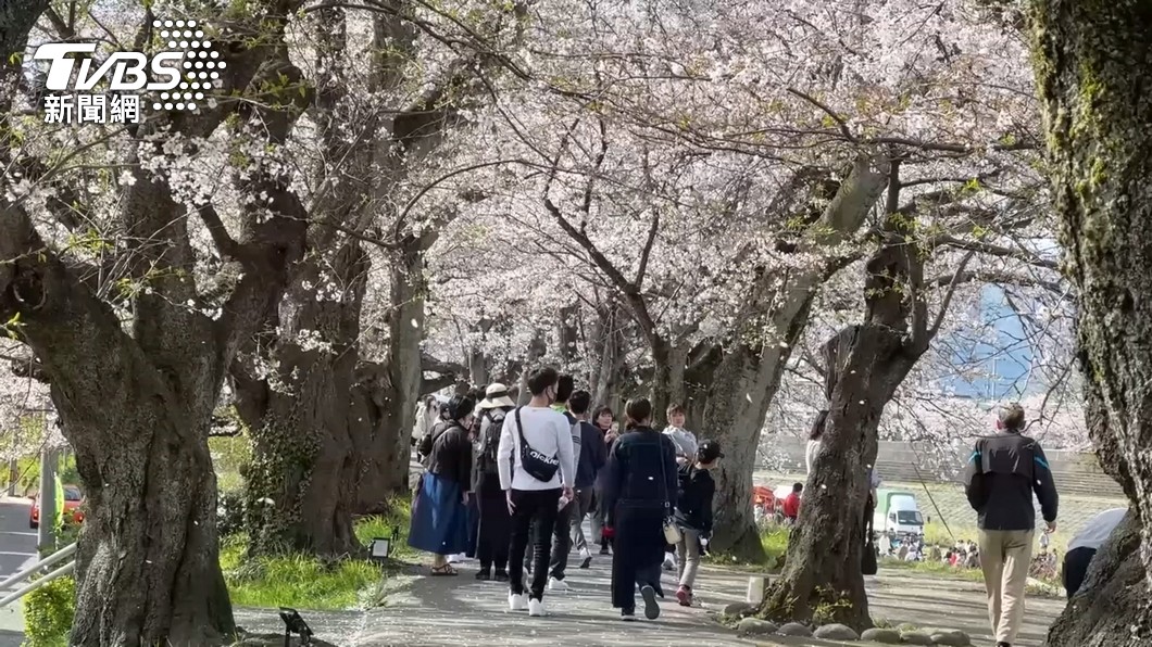 日本旅遊摘櫻花恐觸法！（圖／TVBS資料畫面）