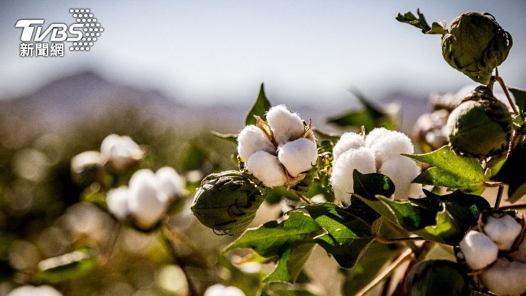 中國近日已發出首批「可持續棉花生產認證證書」給國內企業。（示意圖／shutterstock達志影像）
