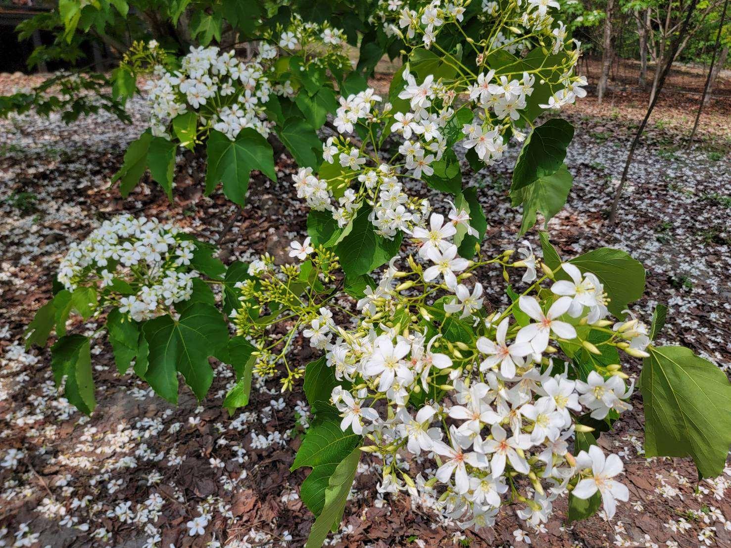 古坑荷苞山桐花公園