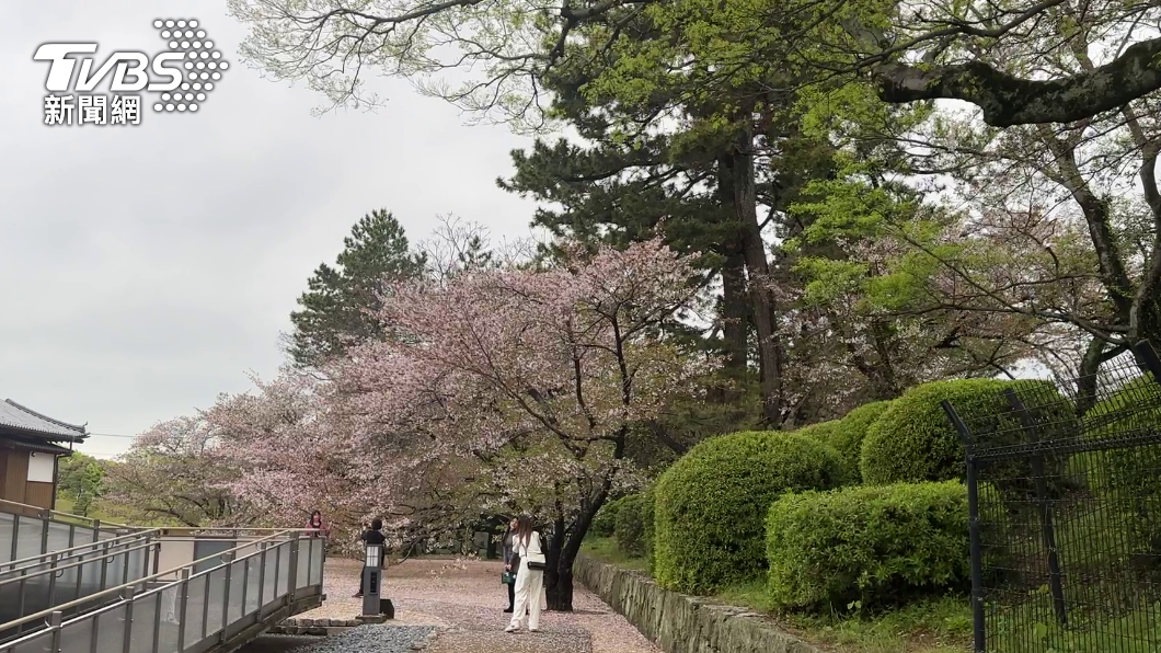 桃園-佐賀定期航班於4月復航，圖為櫻花季尾聲的櫻花。（圖／葉韋辰攝）