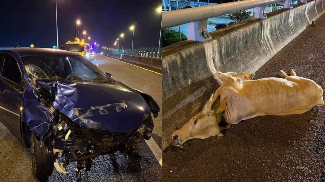牛隻誤闖國道遭2車連撞慘死。（圖／翻攝自台南道路救援（張家班）臉書）