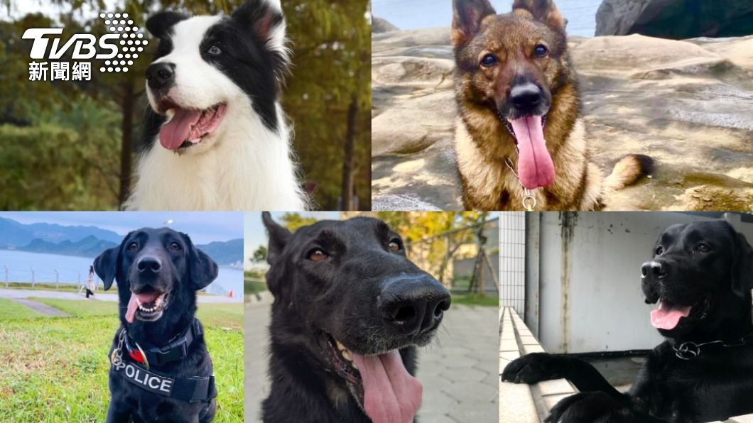新北刑大警犬隊五隻警犬將退役讓民眾領養。（圖／TVBS）