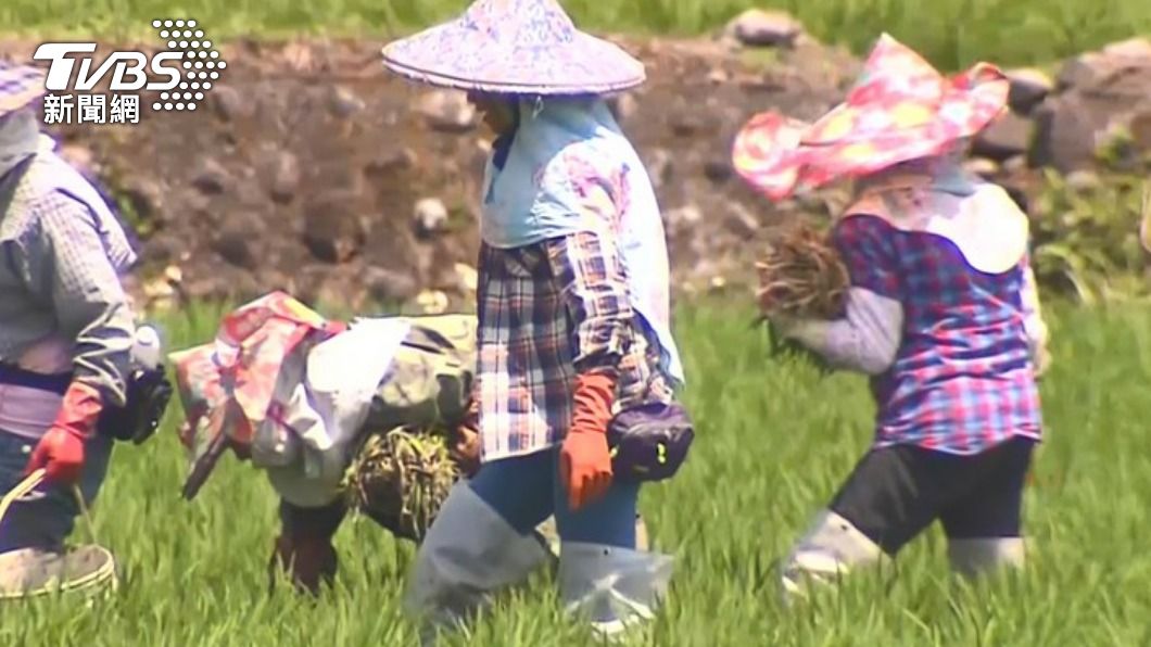 台灣農業缺工問題嚴重。（圖／TVBS資料照）
