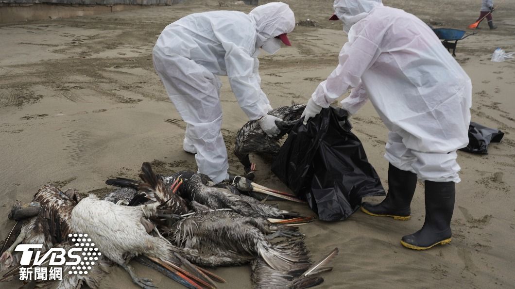 歐美與日本多地相繼傳出禽流感疫情，讓不少流行病專家擔心，會出現下一波大流行疫情。（圖／達志影像美聯社）