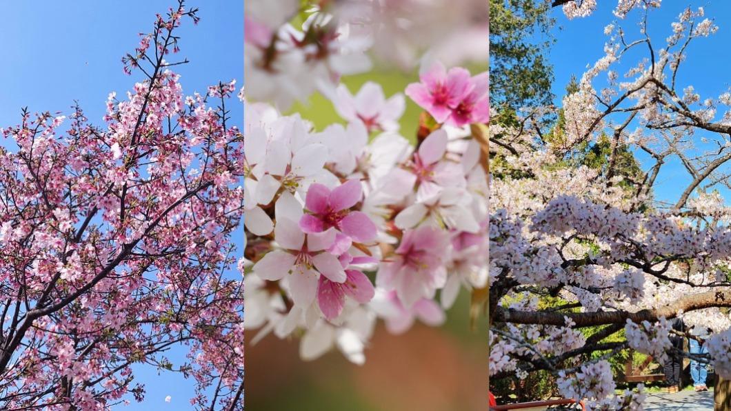 許多景點響應櫻花季活動，吸引遊客前往賞花。（圖／翻攝自武陵農場、阿里山、陽明山國家公園臉書）