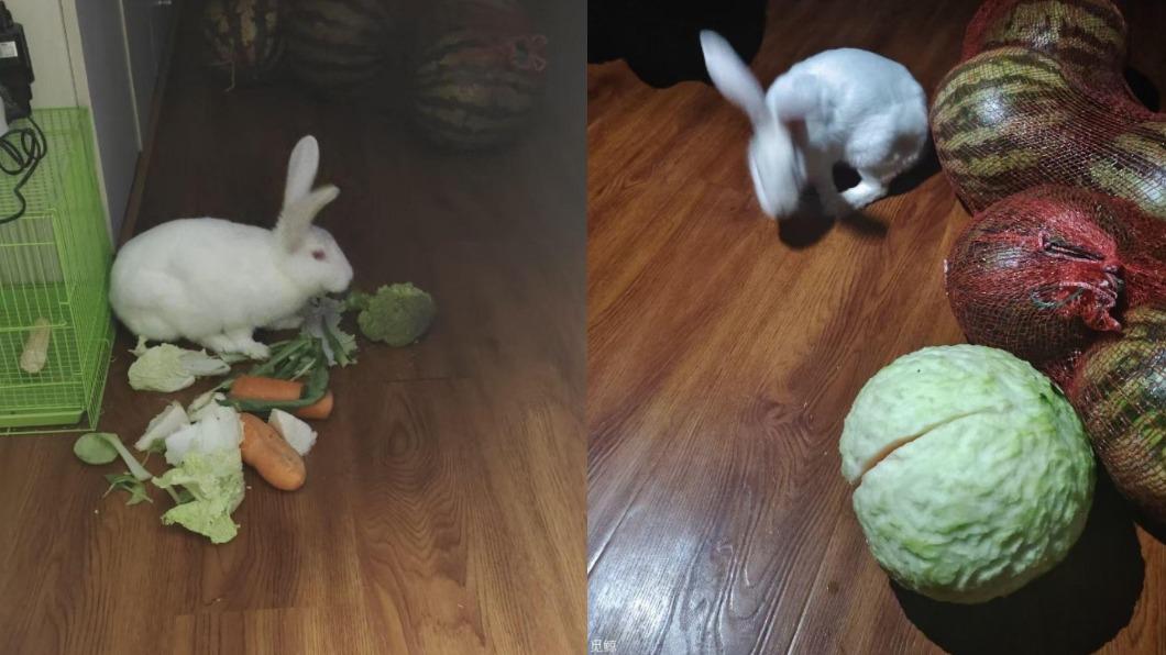 網友發現寵物兔偷啃西瓜。（圖／翻攝自「阿呆與瓜」微博）