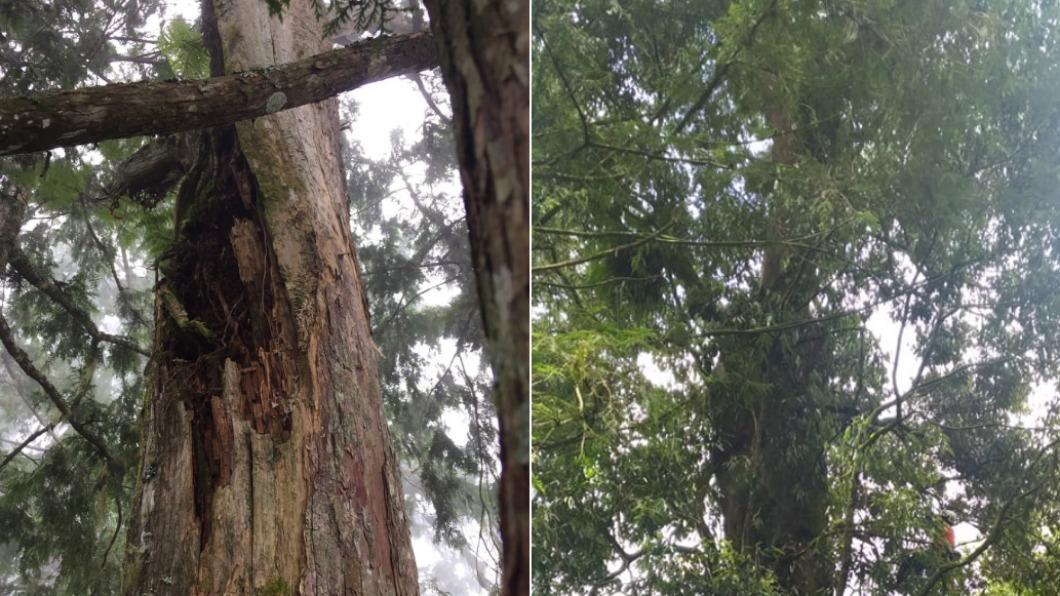全台最老的阿里山紅檜巨木，樹齡1515年。（圖／林務局提供）