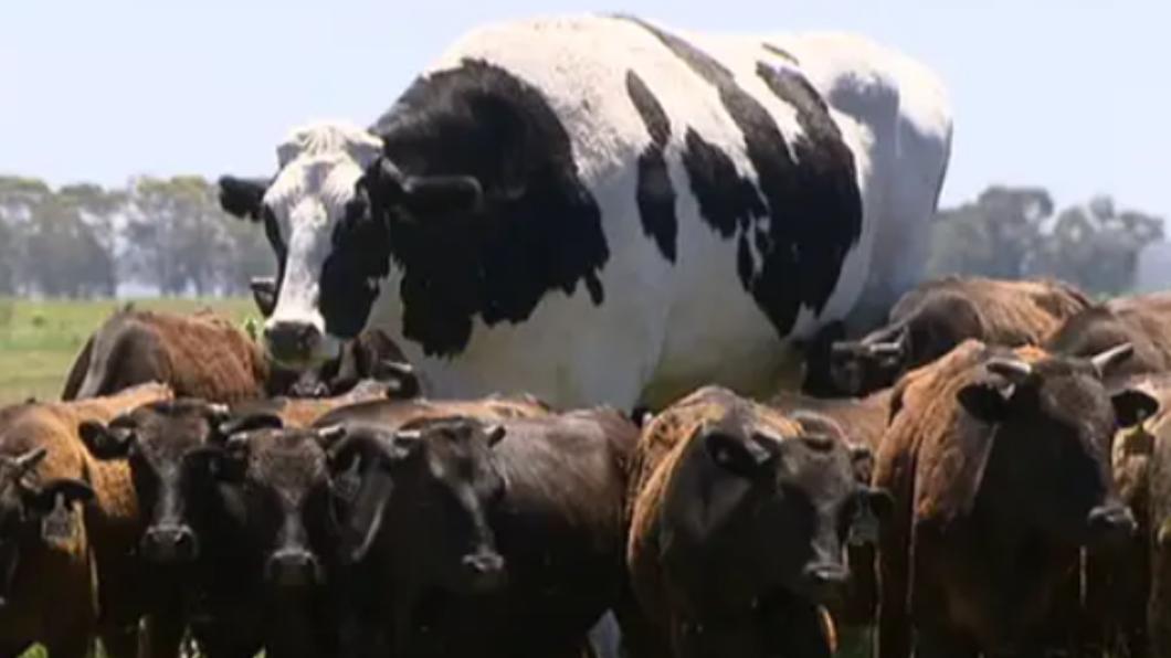 巨無霸乳牛「短褲」（Knickers）高195公分、重1400公斤。（圖／翻攝自insider）