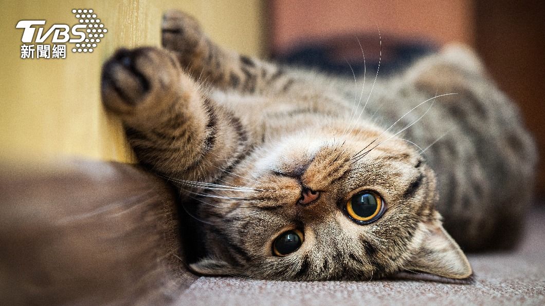 慢性腎臟病是最常見的家貓死因。（示意圖／Shutterstock達志影像）