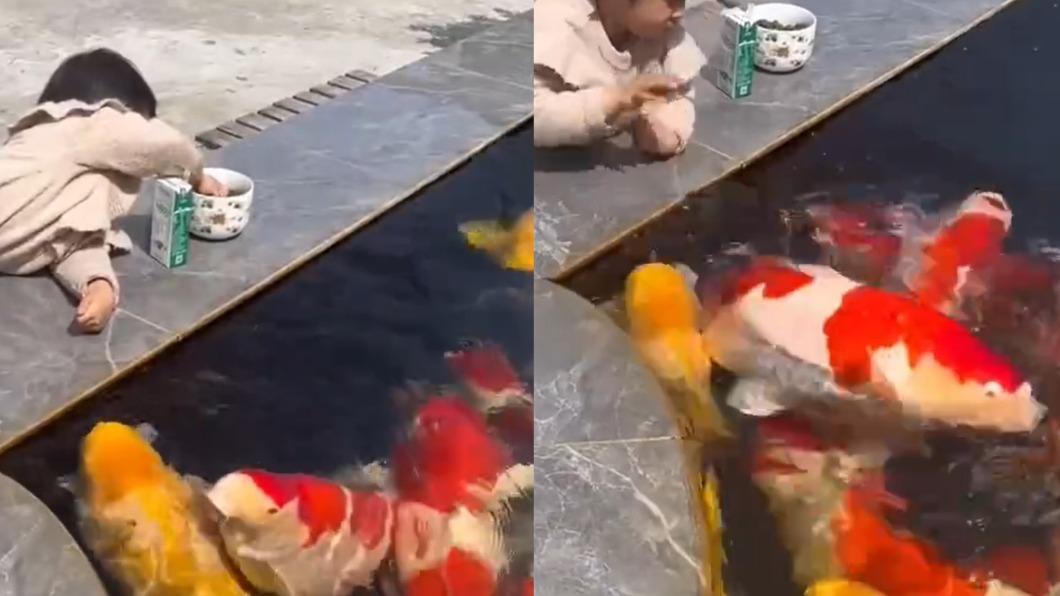 網友笑稱池裡的錦鯉為「水豬」。（圖／翻攝自微博）